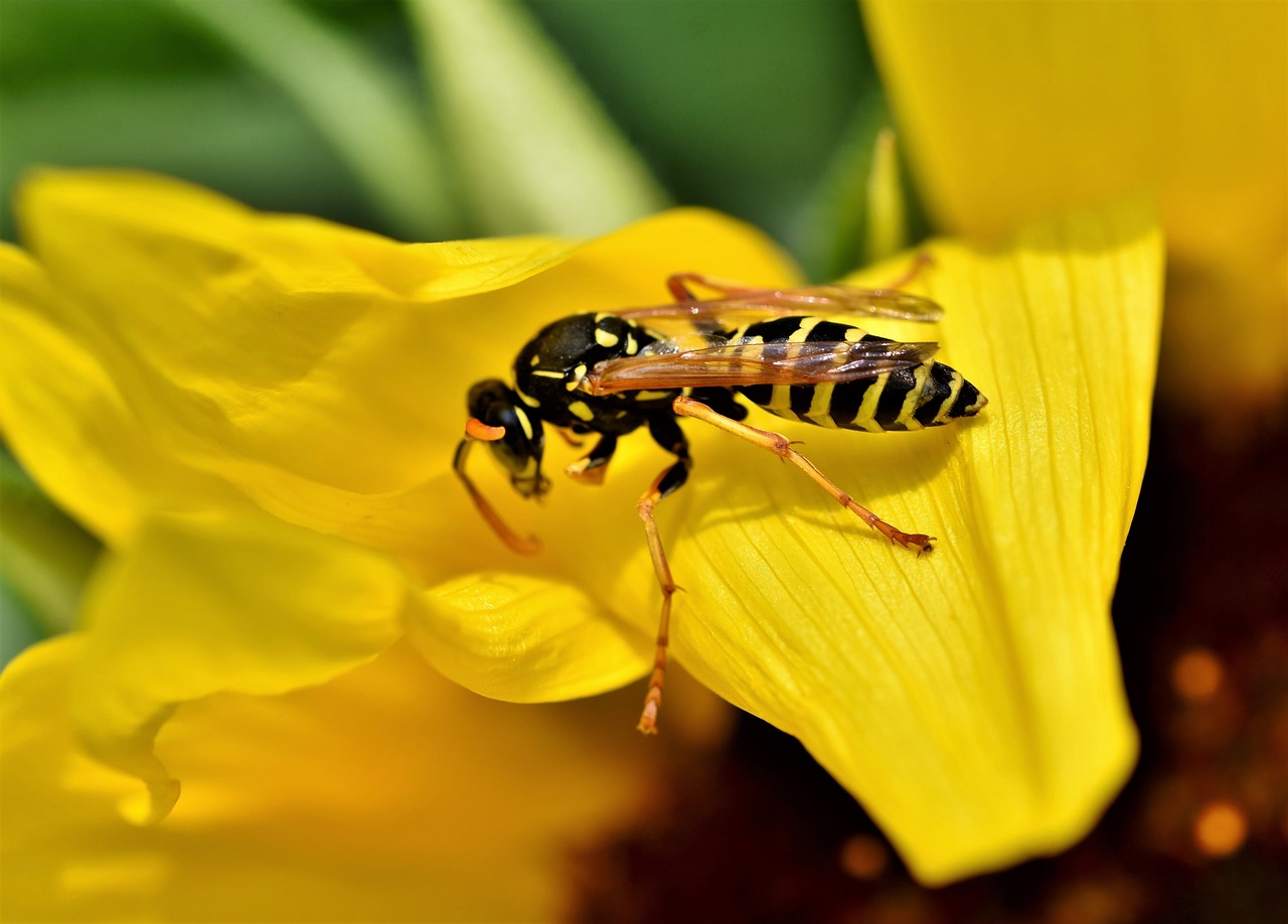wasp-sting-spiritual-meaning-title