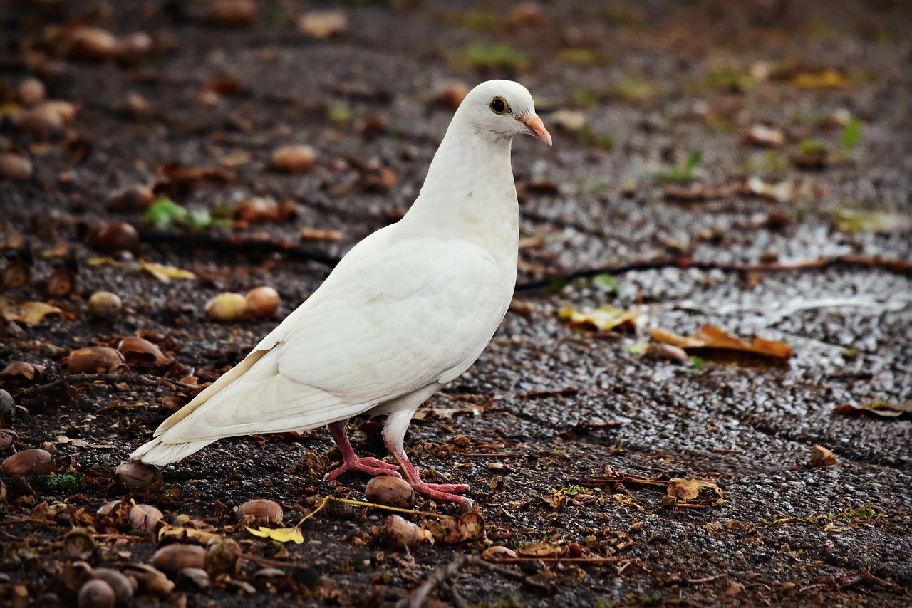 white-pigeon-spiritual-meaning-title